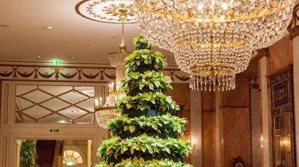 Christmas Tree Westin Excelsior Rome